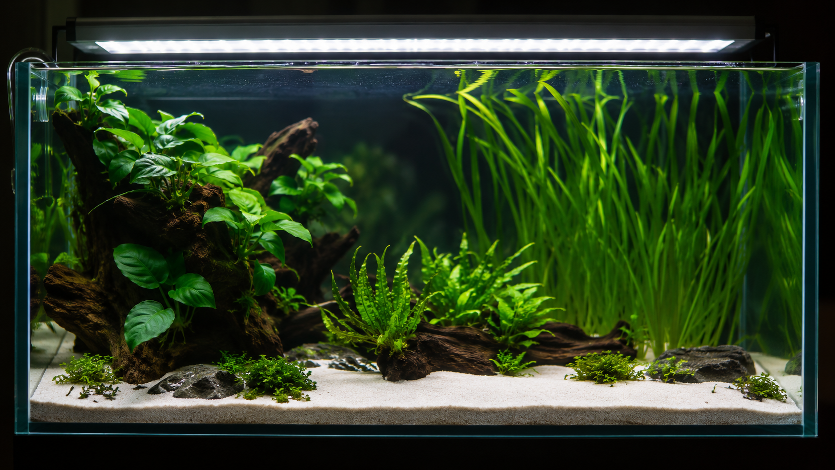Reflector LED 10W 6500K iluminando acuario plantado low-tech con anubias y vallisneria